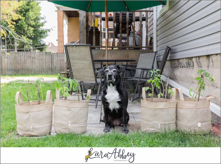 Abbys Saturday Black Lab with newly planted Tomato Plants in Irwin pA