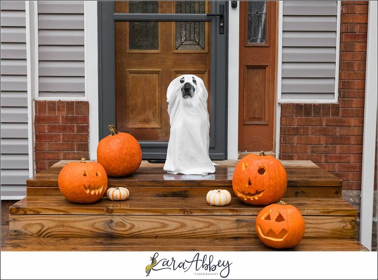 Abbys Saturday Black Lab Dressed Up As Ghost in Irwin PA 2