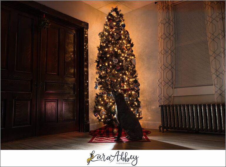 Abbys Saturday Black Lab in front of the Christmas Tree