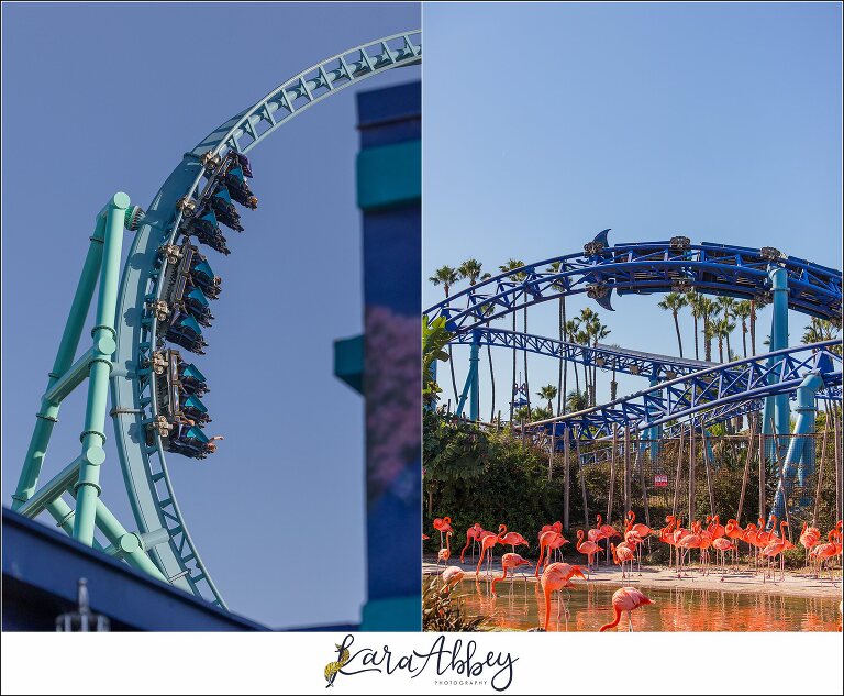2023 Favorites Roller Coaster Photography Sea World San Diego